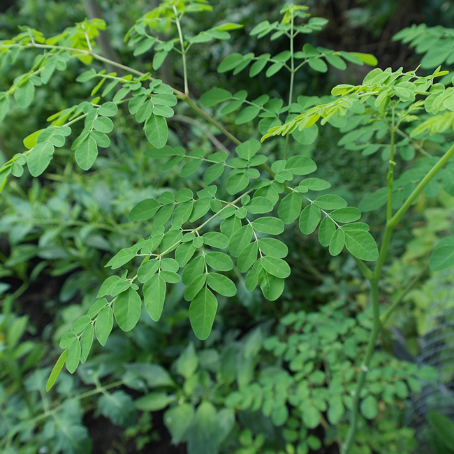 Moringa ou Nebeday, la plante miracle contre le diabète et le cancer