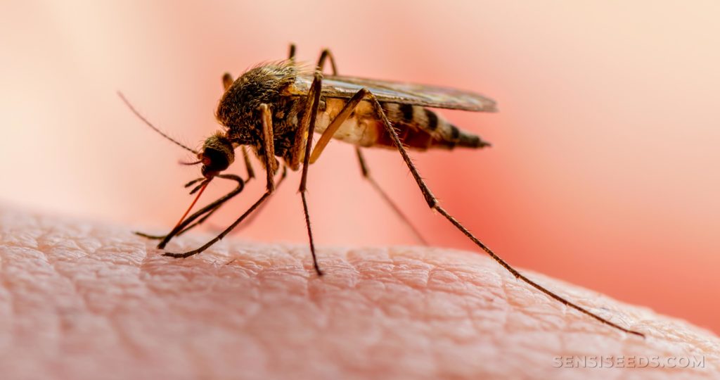 Un candidat vacciné contre la malaria démontre une forte efficacité