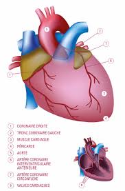 Maladies cardiovasculaires, quels sont les facteurs de risque