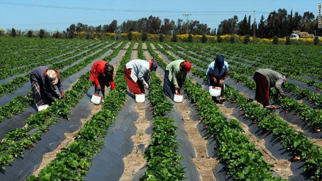 Programme de résilience agricole : 10 500 bénéficiaires à Kolda et Sédhiou