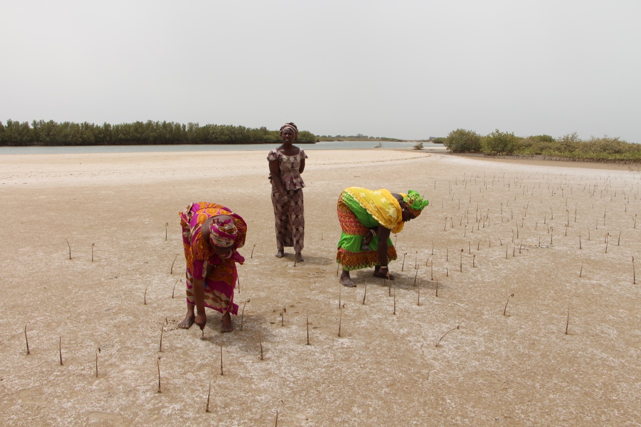 Lutte contre le changement climatique : « Le Sénégal a entamé la mobilisation de 2,5 milliards d’euros pour… »