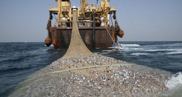 Journée Mondiale de la pêche , Grennpeace Afrique sonne l’alerte